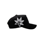 P BLACK - PARADISE X MTYCAPS